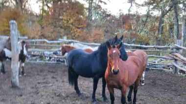 Investigan una denuncia de maltrato a caballos en Tolhuin